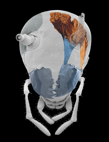 Illustration for article titled A Cockroach Can Bite Five Times Stronger Than a Human